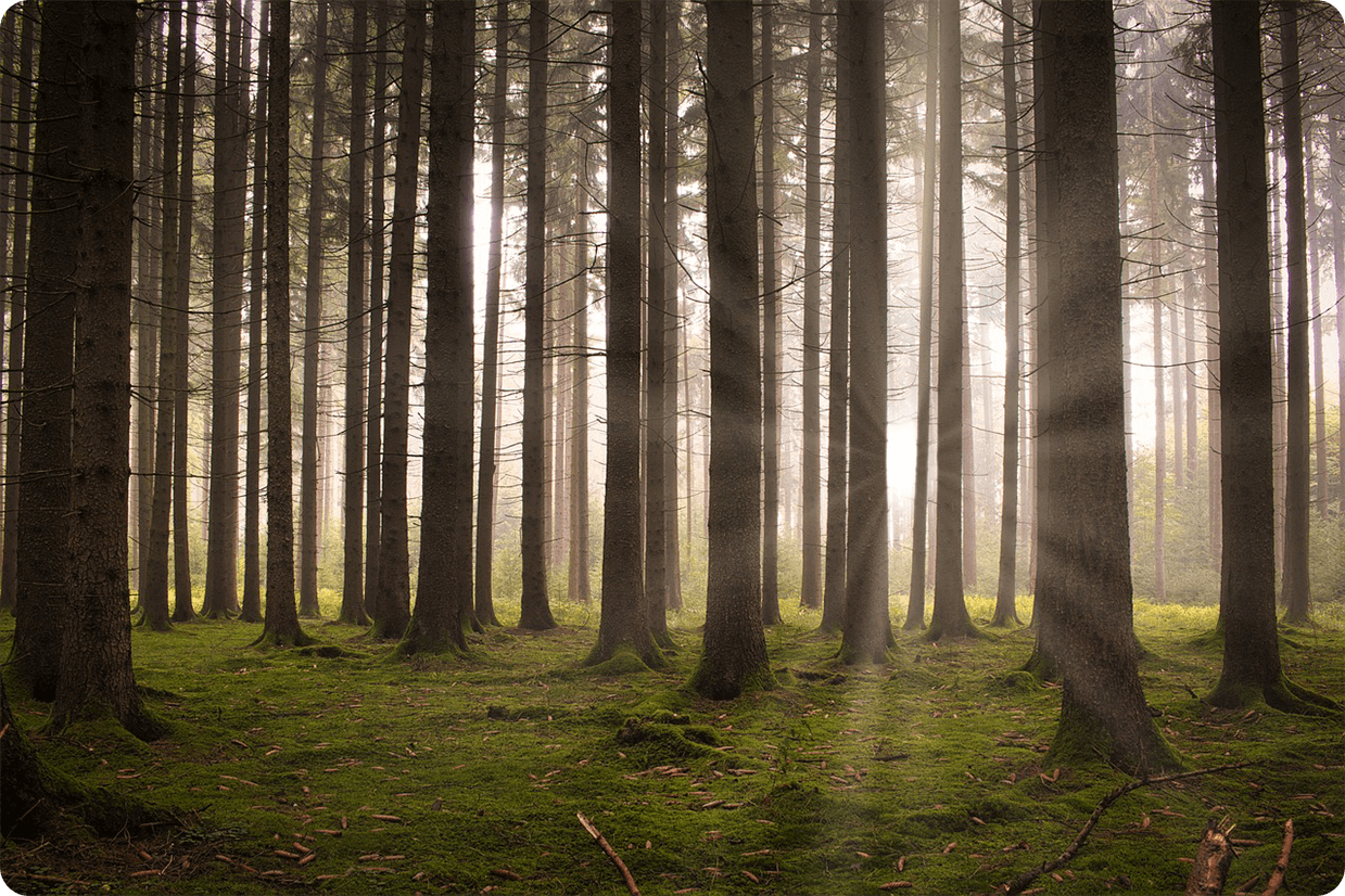 forest